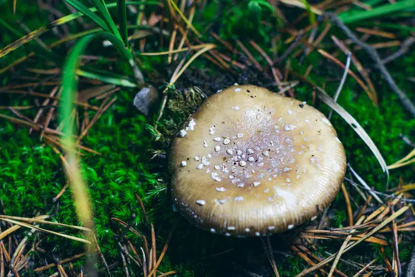 Amanita Pantherina, Known as the Panther Cap, False Blusher and Panther Amanita: Healing and Medicinal Mushroom Growing in Forest. Can Be Used for Micro Dosing, Spiritual Practices and Shaman Rituals