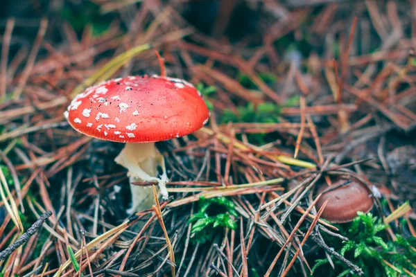 Mature Amanita Muscaria, Known as the Fly Agaric or Fly Amanita: Healing and Medicinal Mushroom with Red Cap Growing in Forest. Can Be Used for Micro Dosing, Spiritual Practices and Shaman Rituals