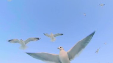 Bir sürü martı Berrak Gökte Uçuyor - Yavaş Hareket. Gündüz Havadaki Kuşlar