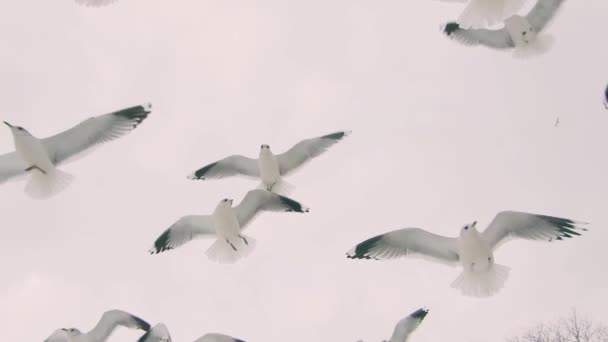 シーガルは飛行中のパン スーパースローモーションをキャッチします 空中にはたくさんのハンガリーの鳥がいる パンでシーガルを食べる 鳥は昼間の雲の空で飛んでいる — ストック動画