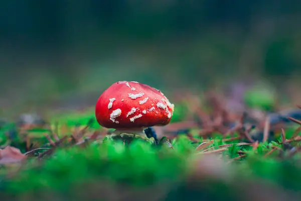 Young Amanita Muscaria, Known as the Fly Agaric or Fly Amanita: Healing and Medicinal Mushroom with Red Cap Growing in Forest. Can Be Used for Micro Dosing, Spiritual Practices and Shaman Rituals