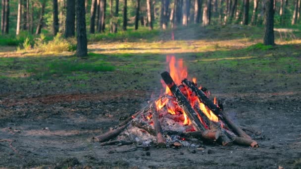 Fogueira Noturna Queima Floresta Pinheiros Verão Fogueira Flamejante Lugar Para — Vídeo de Stock