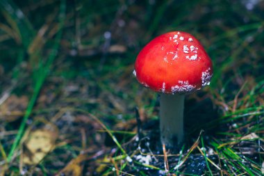 Genç Amanita Muscaria, Fly Agaric ya da Fly Amanita olarak bilinir: Ormanda Kızıl Başlıklı İyileştirme ve Tıbbi Mantar. Mikro Dozaj, Ruhani Uygulamalar ve Şaman Ayinleri İçin Kullanılabilir