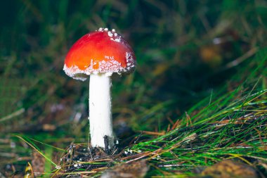 Genç Amanita Muscaria, Fly Agaric ya da Fly Amanita olarak bilinir: Ormanda Kızıl Başlıklı İyileştirme ve Tıbbi Mantar. Mikro Dozaj, Ruhani Uygulamalar ve Şaman Ayinleri İçin Kullanılabilir