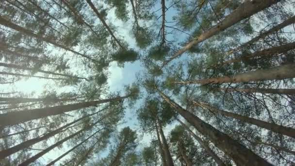仰望树木时的松林低角度视图 在阳光明媚的夏日 松树冠的底部视图 天空可以透过树梢看出来 后向投弹稳定器运动 — 图库视频影像