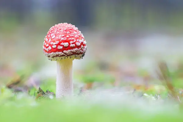 Young Amanita Muscaria, Known as the Fly Agaric or Fly Amanita: Healing and Medicinal Mushroom with Red Cap Growing in Forest. Can Be Used for Micro Dosing, Spiritual Practices and Shaman Rituals