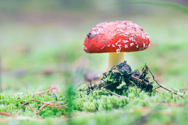 Amanita Muscaria, Known as the Fly Agaric or Fly Amanita: Healing and Medicinal Mushroom with Red Cap Growing in Forest. Can Be Used for Micro Dosing, Spiritual Practices and Shaman Rituals