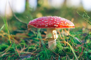 Olgun Amanita Muscaria, Fly Agaric ya da Fly Amanita olarak bilinir: Ormanda Kızıl Başlıklı İyileştirme ve Tıbbi Mantar. Mikro Dozaj, Ruhani Uygulamalar ve Şaman Ayinleri İçin Kullanılabilir