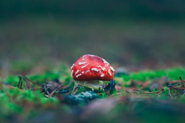 Genç Amanita Muscaria, Fly Agaric ya da Fly Amanita olarak bilinir: Ormanda Kızıl Başlıklı İyileştirme ve Tıbbi Mantar. Mikro Dozaj, Ruhani Uygulamalar ve Şaman Ayinleri İçin Kullanılabilir