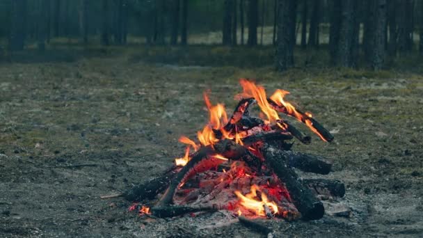 夜晚森林中的篝火熊熊燃烧 起火的篝火 自然中的萤火虫 静态射击 慢动作 — 图库视频影像