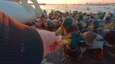 Soğuk Kış Günü 'nde Sunrise' da Nehir kenarındaki Ekmek ile Kuşları Beslemek - İlk Kişi Görünümü, Yavaş Hareket. Bir sürü Aç Ördek, Kuğu ve Martı Elden Ekmek Yiyor ve Yemek İçin Savaşıyor - POV