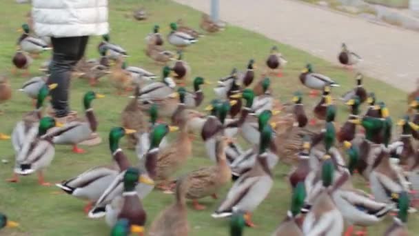 Frau Füttert Wildenten Flussnähe Kaltem Herbsttag Zeitlupe Viele Hungrige Vögel — Stockvideo