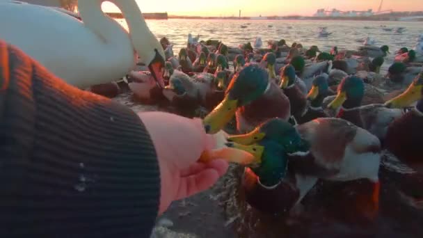 在寒冷的冬日里 在河边给小鸟喂食面包 第一人称观 慢动作 大量饥饿的鸭子 天鹅和海鸥吃着手上的面包 为食物而战斗 — 图库视频影像