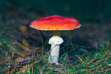 Olgun Amanita Muscaria, Fly Agaric ya da Fly Amanita olarak bilinir: Ormanda Kızıl Başlıklı İyileştirme ve Tıbbi Mantar. Mikro Dozaj, Ruhani Uygulamalar ve Şaman Ayinleri İçin Kullanılabilir