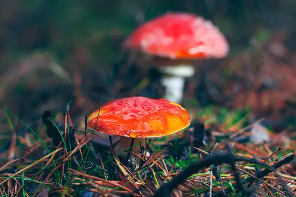 Two Amanita Muscaria, Known as the Fly Agaric or Fly Amanita: Healing and Medicinal Mushroom with Red Cap Growing in Forest. Can Be Used for Micro Dosing, Spiritual Practices and Shaman Rituals