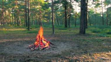 Bonfire Burns in the Pine Forest in the Summer at Daytime. Flaming Campfire, Place for Bonfire. Fire Pit Outdoors, Wood on Fire, Flying Sparks and Smoke. Travel and Tourism Concept - Static Shot