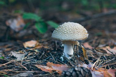 Amanita Pantherina, Known as the Panther Cap, False Blusher and Panther Amanita: Healing and Medicinal Mushroom Growing in Forest. Can Be Used for Micro Dosing, Spiritual Practices and Shaman Rituals clipart