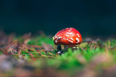 Genç Amanita Muscaria, Fly Agaric ya da Fly Amanita olarak bilinir: Ormanda Kızıl Başlıklı İyileştirme ve Tıbbi Mantar. Mikro Dozaj, Ruhani Uygulamalar ve Şaman Ayinleri İçin Kullanılabilir