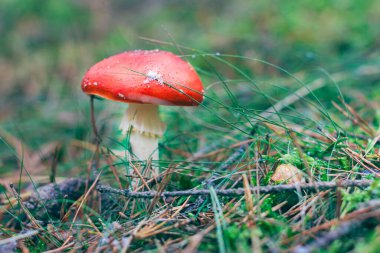 Amanita Muscaria, Fly Agaric ya da Fly Amanita olarak da bilinir: Ormanda Kızıl Başlıklı İyileştirme ve Tıbbi Mantar. Mikro Dozaj, Ruhani Uygulamalar ve Şaman Ayinleri İçin Kullanılabilir