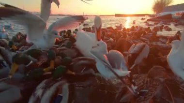 Soğuk Kış Günü 'nde Sunrise' da Nehir kenarındaki Ekmek ile Kuşları Beslemek - İlk Kişi Görünümü, Yavaş Hareket. Bir sürü Aç Ördek, Kuğu ve Martı Elden Ekmek Yiyor ve Yemek İçin Savaşıyor - POV
