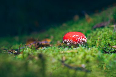 Genç Amanita Muscaria, Fly Agaric ya da Fly Amanita olarak bilinir: Ormanda Kızıl Başlıklı İyileştirme ve Tıbbi Mantar. Mikro Dozaj, Ruhani Uygulamalar ve Şaman Ayinleri İçin Kullanılabilir