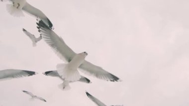 Martılar Ekmeği Uçuşta Yakalıyor - Yavaş Hareket. Havada bir sürü Aç Kuş var. Martıları ekmekle besliyorum. Kuşlar Bulutlu Gökyüzünde Gündüz Uçuyor