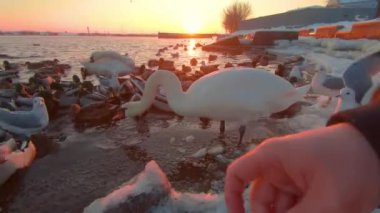 Soğuk Kış Günü 'nde Sunrise' da Nehir kenarındaki Ekmek ile Kuşları Beslemek - İlk Kişi Görünümü, Yavaş Hareket. Bir sürü Aç Ördek, Kuğu ve Martı Elden Ekmek Yiyor ve Yemek İçin Savaşıyor - POV