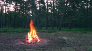 Akşam Ateşi Yazın Çam Ormanı 'nda yanıyor. Alevli Kamp Ateşi, Şenlik Ateşi İçin Yer. Fire Pit Out, Wood On Fire, Flying Sparks ve Smoke. Seyahat ve Turizm Konsepti - Statik Atış