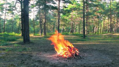 Bonfire Burns in the Pine Forest in the Summer at Daytime. Flaming Campfire, Place for Bonfire. Fire Pit Outdoors, Wood on Fire, Flying Sparks and Smoke. Travel and Tourism Concept - Static Shot