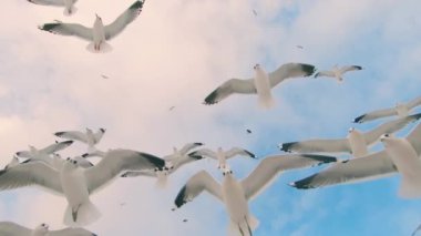 Bir sürü martı Bulutlu Gökyüzünde Uçuyor - Süper Yavaş Hareket. Gündüz Havadaki Kuşlar