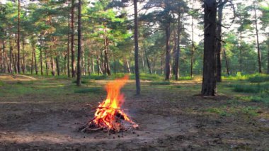Bonfire Burns in the Pine Forest in the Summer at Daytime. Flaming Campfire, Place for Bonfire. Fire Pit Outdoors, Wood on Fire, Flying Sparks and Smoke. Travel and Tourism Concept - Static Shot