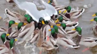 Soğuk Sonbahar Gününde Gölde Vahşi Ördeklerin Beslenmesi - Yavaş Hareket. Vahşi Doğadaki Çok Aç Kuşlar. Yemek için savaşan kuşlar. İnsanlar hayvanları umursar. Ördekler ekmek yer. İnsan ve Doğa