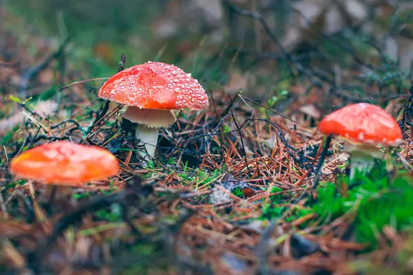 Amanita Muscaria, Fly Agaric ya da Fly Amanita olarak da bilinir: Ormanda Kızıl Başlıklı İyileştirme ve Tıbbi Mantar. Mikro Dozaj, Ruhani Uygulamalar ve Şaman Ayinleri İçin Kullanılabilir