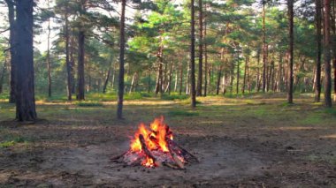 Bonfire Burns in the Pine Forest in the Summer at Daytime. Flaming Campfire, Place for Bonfire. Fire Pit Outdoors, Wood on Fire, Flying Sparks and Smoke. Travel and Tourism Concept - Static Shot