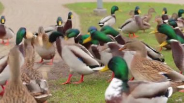 Soğuk Sonbahar Günü Parkta Vahşi Ördeklerin Beslenmesi - Yavaş Hareket. Vahşi Doğadaki Çok Aç Kuşlar. Yemek için savaşan kuşlar. İnsanlar hayvanları umursar. Ördekler ekmek yer. İnsan ve Doğa