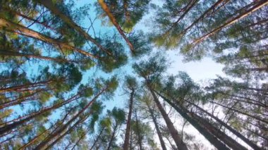 Renkli Çam Ormanı 'nın Düşük Açı Manzarası, Kozalaklı Ağaçlar' da Yürüyen Sol Kol. Güneşli Yaz Günü 'nde Çam Tepelerinin Alt Manzarası. Gökyüzü Çam Tepeleri 'nden görülebilir