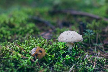 Amanita Pantherina, Known as the Panther Cap, False Blusher and Panther Amanita: Healing and Medicinal Mushroom Growing in Forest. Can Be Used for Micro Dosing, Spiritual Practices and Shaman Rituals clipart