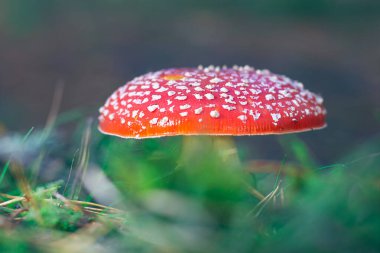 Mature Amanita Muscaria, Known as the Fly Agaric or Fly Amanita: Healing and Medicinal Mushroom with Red Cap Growing in Forest. Can Be Used for Micro Dosing, Spiritual Practices and Shaman Rituals clipart