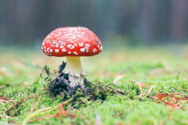 Amanita Muscaria, Fly Agaric ya da Fly Amanita olarak da bilinir: Ormanda Kızıl Başlıklı İyileştirme ve Tıbbi Mantar. Mikro Dozaj, Ruhani Uygulamalar ve Şaman Ayinleri İçin Kullanılabilir