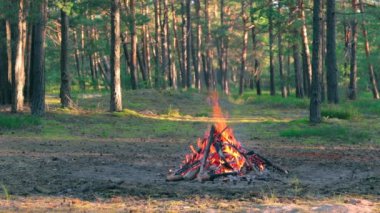 Yaz aylarında Çam Ormanı 'nda Şenlik Ateşi Gündüz Yakar. Alevli Kamp Ateşi, Şenlik Ateşi İçin Yer. Fire Pit Out, Wood On Fire, Flying Sparks ve Smoke. Seyahat ve Turizm Konsepti - Yavaş Hareket