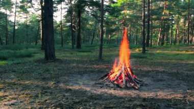 Akşam Ateşi Yazın Çam Ormanı 'nda yanıyor. Alevli Kamp Ateşi, Şenlik Ateşi İçin Yer. Fire Pit Out, Wood On Fire, Flying Sparks ve Smoke. Seyahat ve Turizm Konsepti - Statik Atış