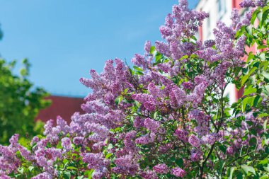 Leylak Çalı Gündüz Çiçek açıyor. Yumuşak Aromalı Violet Bahar Çiçekleri. Bahar ve Yaz Bahçıvanlığı. Leylak çiçeği. Mor Leylak Çalılığı