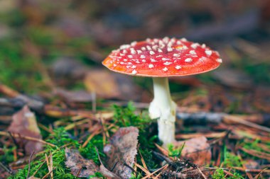 Olgun Amanita Muscaria, Fly Agaric ya da Fly Amanita olarak bilinir: Ormanda Kızıl Başlıklı İyileştirme ve Tıbbi Mantar. Mikro Dozaj, Ruhani Uygulamalar ve Şaman Ayinleri İçin Kullanılabilir