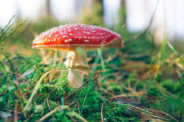 Olgun Amanita Muscaria, Fly Agaric ya da Fly Amanita olarak bilinir: Ormanda Kızıl Başlıklı İyileştirme ve Tıbbi Mantar. Mikro Dozaj, Ruhani Uygulamalar ve Şaman Ayinleri İçin Kullanılabilir