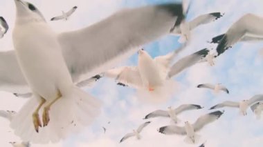 Bir sürü martı Bulutlu Gökyüzünde Uçuyor - Yavaş Hareket. Gündüz Havadaki Kuşlar