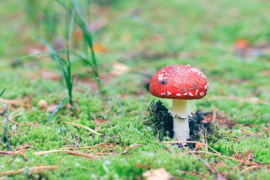 Amanita Muscaria, Fly Agaric ya da Fly Amanita olarak da bilinir: Ormanda Kızıl Başlıklı İyileştirme ve Tıbbi Mantar. Mikro Dozaj, Ruhani Uygulamalar ve Şaman Ayinleri İçin Kullanılabilir