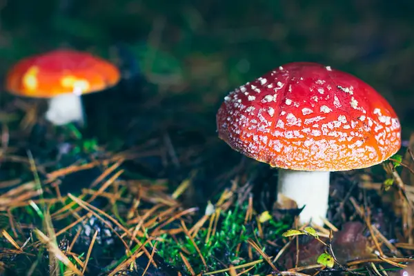 Olgun Amanita Muscaria, Fly Agaric ya da Fly Amanita olarak bilinir: Ormanda Kızıl Başlıklı İyileştirme ve Tıbbi Mantar. Mikro Dozaj, Ruhani Uygulamalar ve Şaman Ayinleri İçin Kullanılabilir