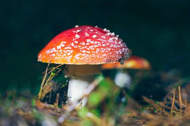 Olgun Amanita Muscaria, Fly Agaric ya da Fly Amanita olarak bilinir: Ormanda Kızıl Başlıklı İyileştirme ve Tıbbi Mantar. Mikro Dozaj, Ruhani Uygulamalar ve Şaman Ayinleri İçin Kullanılabilir