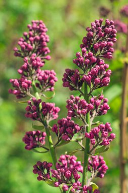 Lilac Branch Gündüz Açar - Yakın plan, Seçici Odak, Yumuşak Bokech. Yumuşak Aromalı Violet Bahar Çiçekleri. Bahar ve Yaz Bahçıvanlığı. Leylak çiçeği. Mor Leylak Çalılığı
