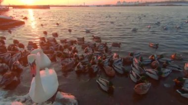 Soğuk Kış Günü 'nde Sunrise' da Nehir kenarındaki Ekmek ile Kuşları Beslemek - İlk Kişi Görünümü, Yavaş Hareket. Bir sürü Aç Ördek, Kuğu ve Martı Elden Ekmek Yiyor ve Yemek İçin Savaşıyor - POV